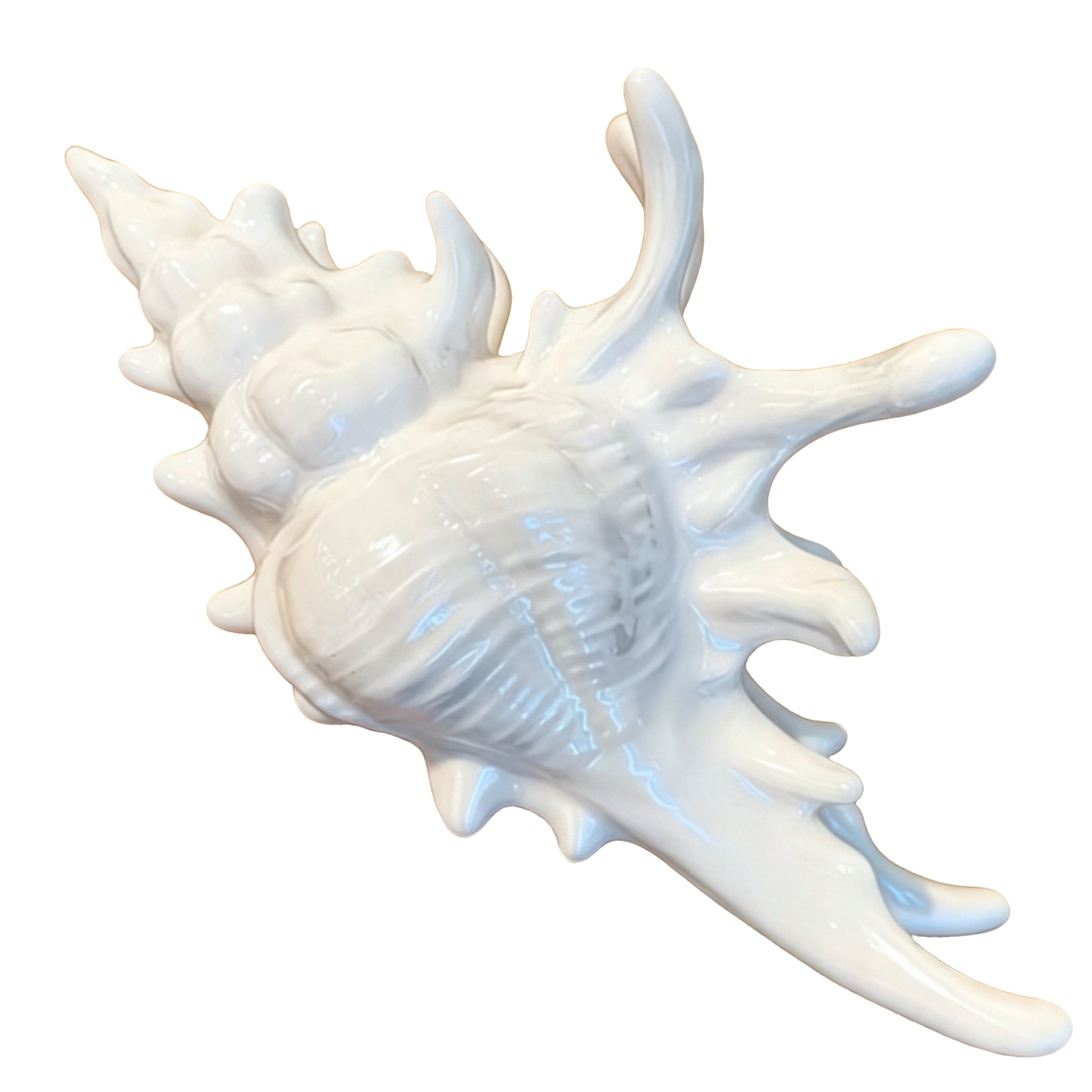 Summer HairClip Colorful  Conch Dreamfilled Elegant HairClip US