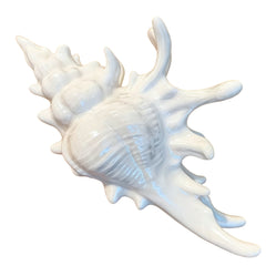 Summer HairClip Colorful  Conch Dreamfilled Elegant HairClip US